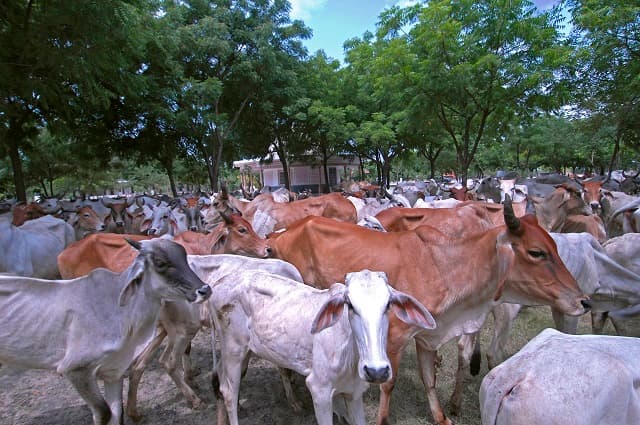 Protected cows resting at the Gaushala