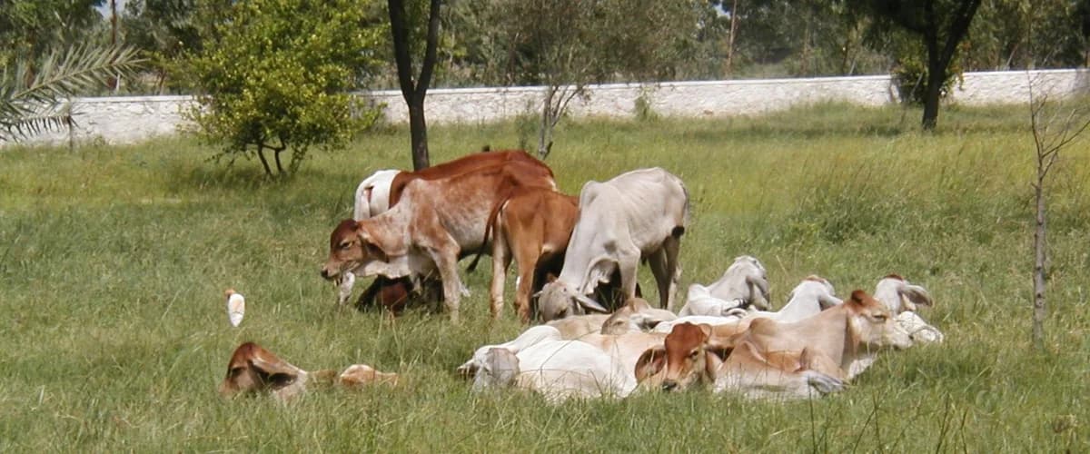 Cows at Deveshwar Mahadev Gaushala