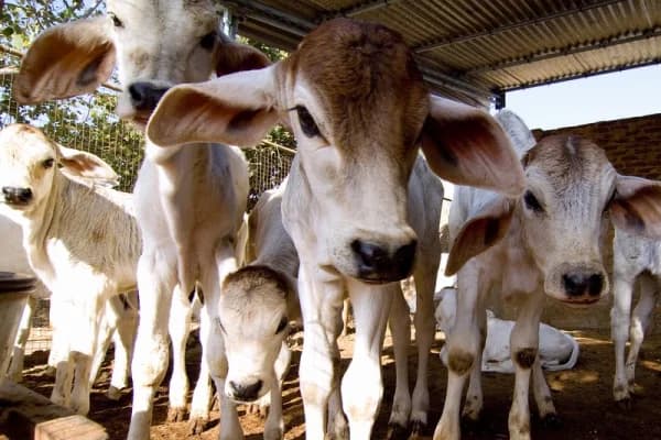 Animals sheltered at the Om Ashram refuge