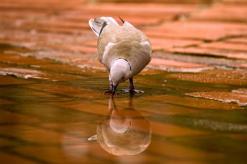 Drought conditions in rural Rajasthan